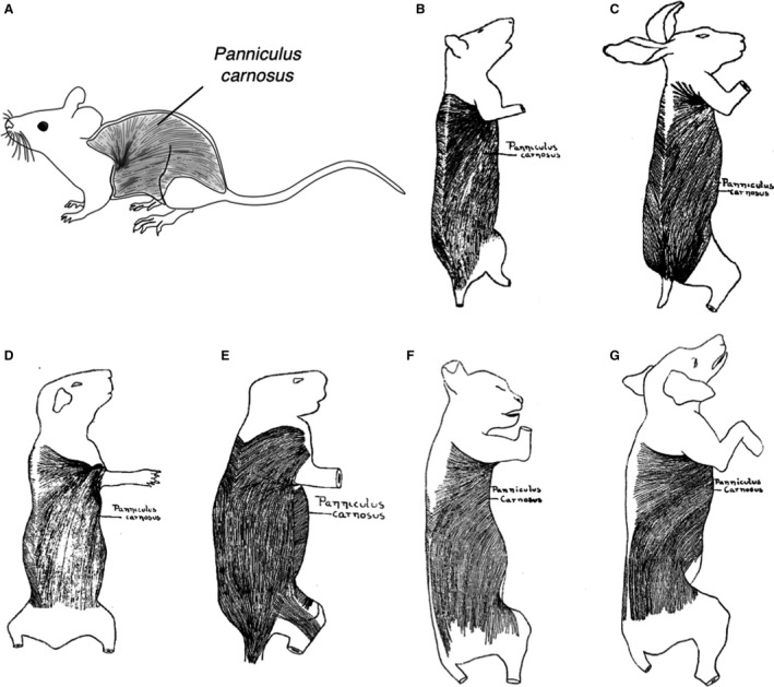 The panniculus carnosus muscle: an evolutionary enigma at the ...