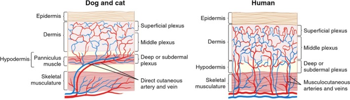 The panniculus carnosus muscle: an evolutionary enigma at the ...