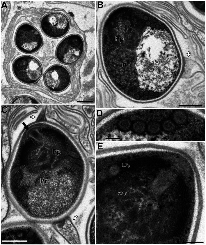 Fig. 9.