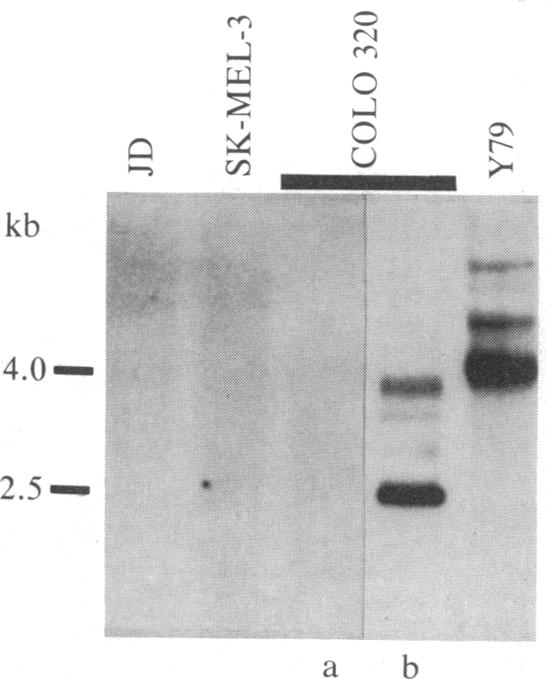 graphic file with name pnas00616-0333-a.jpg