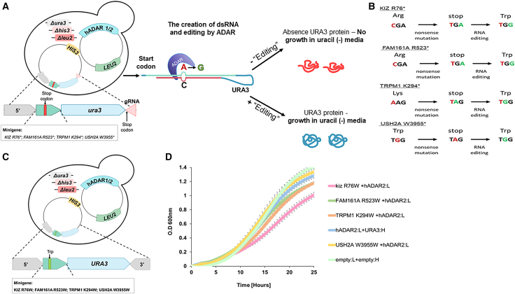 Figure 2