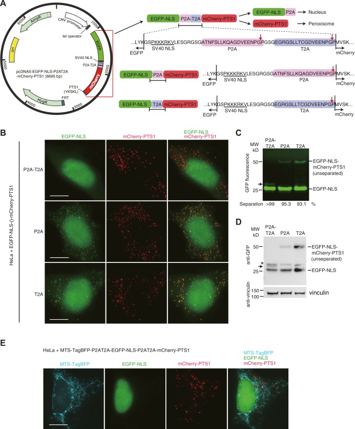 Figure 2—figure supplement 2.