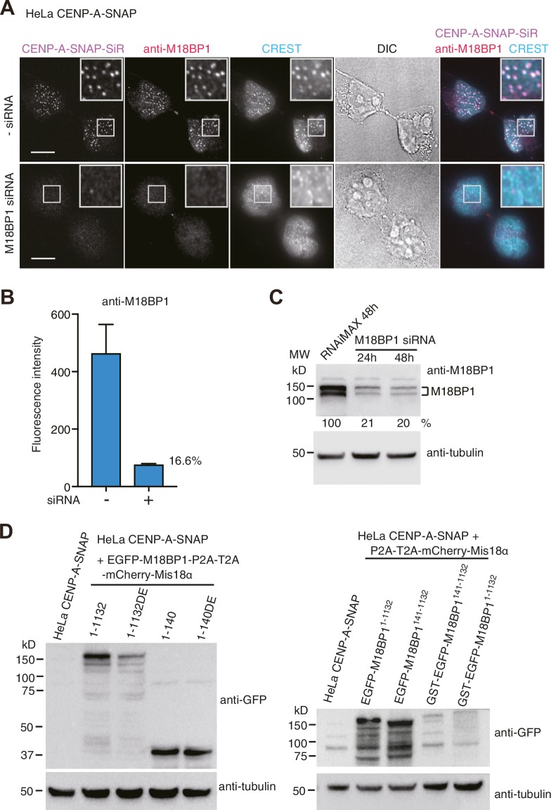 Figure 2—figure supplement 1.