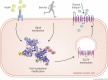 Graphical Abstract
