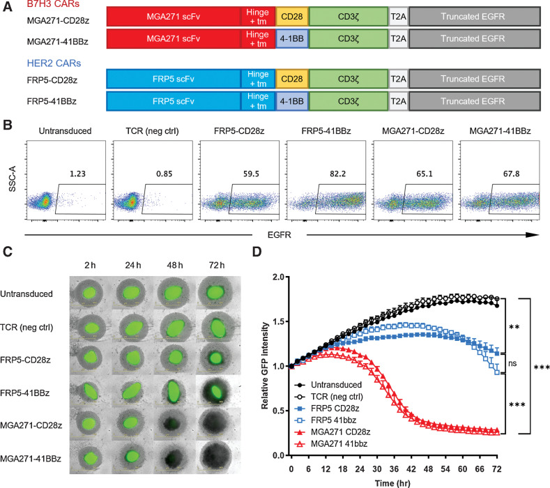 Figure 2. Canine MGA271 CAR T cells are efficient at killing canine osteosarcoma spheroids. A, Four CAR constructs were used in this study. Each construct consists of a scFv, a hinge, a transmembrane domain (tm), a canine costimulatory signaling domain, a canine CD3 signaling domain, T2A, and a truncated human EGFR sequence. B, Flow plots of day 14 transduction efficiencies of different constructs by EGFR staining. C, Longitudinal images of GFP-transduced canine osteosarcoma Moresco spheroids (green) cocultured with sorted canine CAR T cells (light gray) at E:T ratio of 2:1. Untransduced and TCR-transduced canine cells were used as negative controls. All conditions were measured in triplicates. D, Summary of relative GFP intensity of Moresco spheroids cocultured with different T cells. Graph shows mean ± SD. Samples were measured in triplicate. Statistical analysis was performed using the multiple group comparison Holm–Šídák test; ***, P < 0.001; **, P < 0.01; ns, not significant.