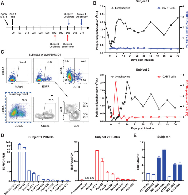 Figure 3. Limited persistence of CAR T cells in the periphery of healthy dogs. A, Timeline for lymphodepletion, CAR T cell, cetuximab treatments, and sample collection. Doses for drugs and biologicals: cyclophosphamide (Cy) 400 mg/m2, fludarabine (Flu) 10 mg/m2, CAR T cells 1 × 109/m2, cetuximab 200 mg/m2. B, Peripheral lymphocyte counts (left axis) and frequency of EGFR+ CAR T cells in the blood (right axis) of the two subjects following the treatment plan. Values shown in the plots are EGFR frequencies subtracted by isotype frequencies from the same sample. C, Flow plots showing day 4 ex vivo EGFR staining from subject 2, phenotype of EGFR+ cells, and CD62 L expression of infusion product. D, qRT-PCR was performed on PBMCs from canine subject 1 and 2 pre- and post- CAR-T treatment (left and middle). Transgenic truncated human EGFR expression was normalized to internal control GAPDH to reflect CAR T-cell frequencies. E, Additional mononuclear cell samples from LN and BM from subject 1 was analyzed for CAR T-cell persistence. The samples were analyzed in triplicate, error bars indicate SD. ND, not done (due to the lack of cryopreserved samples).