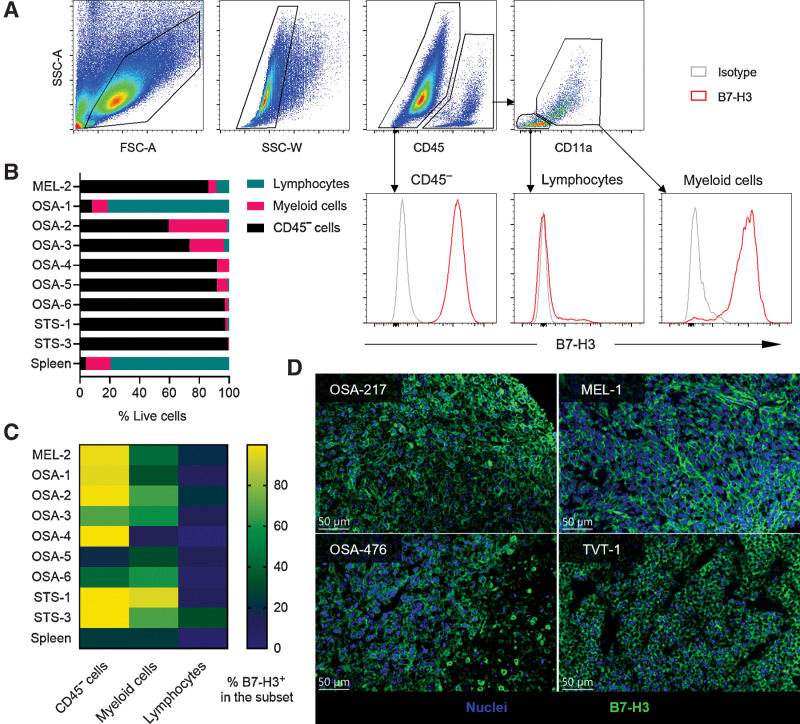 Figure 1. B7-H3 is expressed on canine solid tumors. A, Gating strategy of CD45- cells, tumor-infiltrating lymphocytes, and myeloid cells on a STS sample (STS-1), and the expression levels of B7-H3. B, Summary of the frequencies of CD45- cells, lymphocytes, and myeloid cells from each sample. Spleen samples were included as a negative control. C, Expression level of B7-H3 on different cell subsets from each tumor sample. Tumor cells generally have the highest level of B7-H3, followed by myeloid cells. D, Representative IHC results of surface B7-H3 expression on canine osteosarcoma, melanoma (MEL) and TVT. Blue indicates nuclei and green indicates B7-H3 staining.