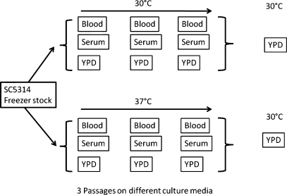 Fig. 1.