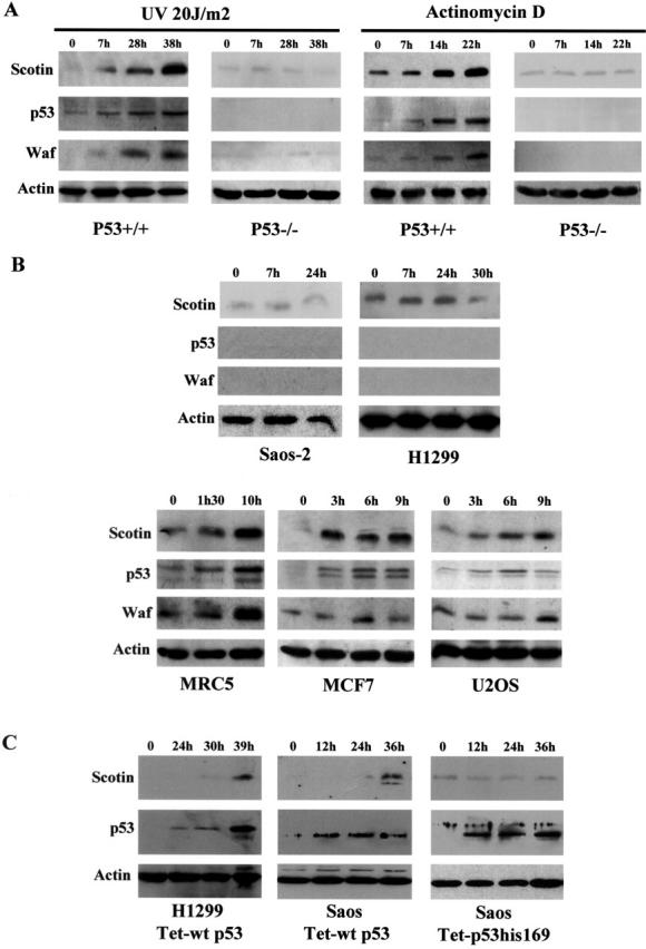 Figure 4.