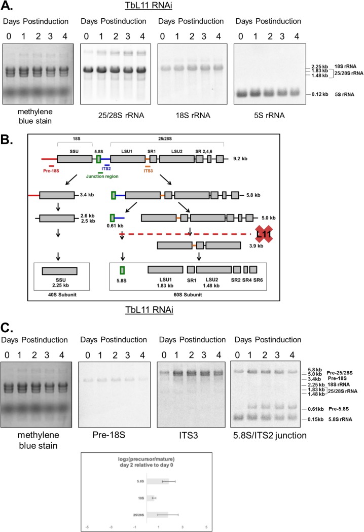 FIG 4