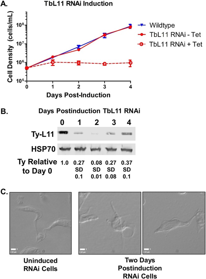 FIG 1