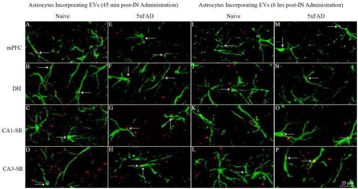 FIGURE 13