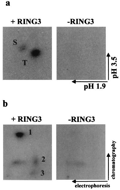 FIG. 5