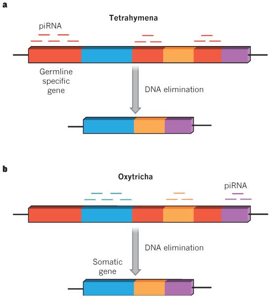 PIWI proteins and PIWI–interacting RNAs in the soma - PMC