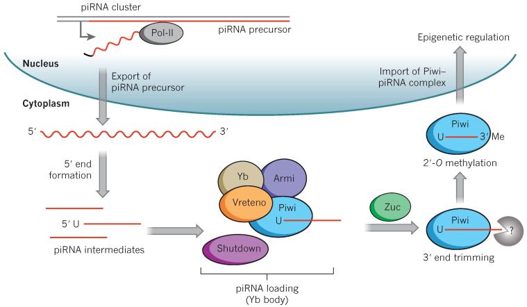 PIWI proteins and PIWI–interacting RNAs in the soma - PMC