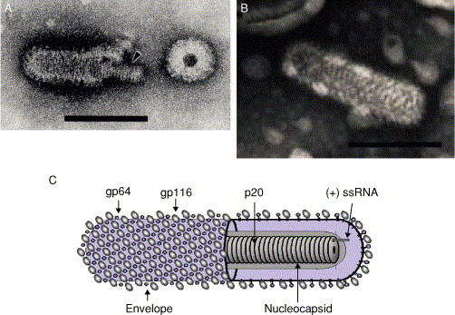 Fig 12