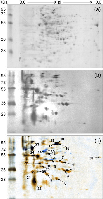 Fig. 1