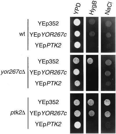 FIG. 6