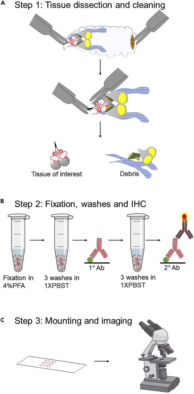 Figure 1