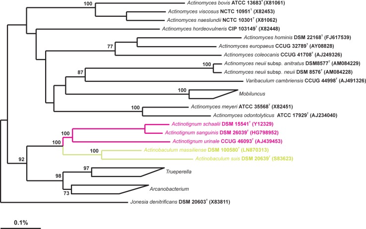 Draft genome sequence of Actinotignum schaalii DSM 15541T: Genetic ...