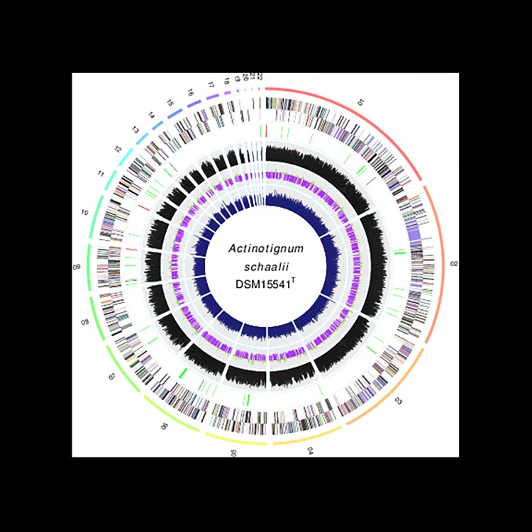 Draft genome sequence of Actinotignum schaalii DSM 15541T: Genetic ...