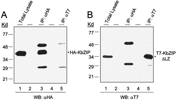 FIG. 6