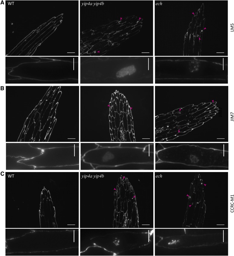 Figure 6.