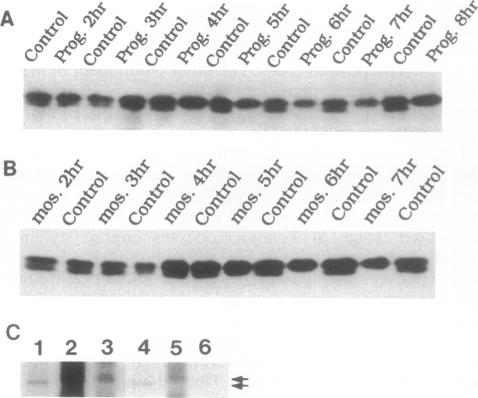 graphic file with name pnas01084-0364-a.jpg