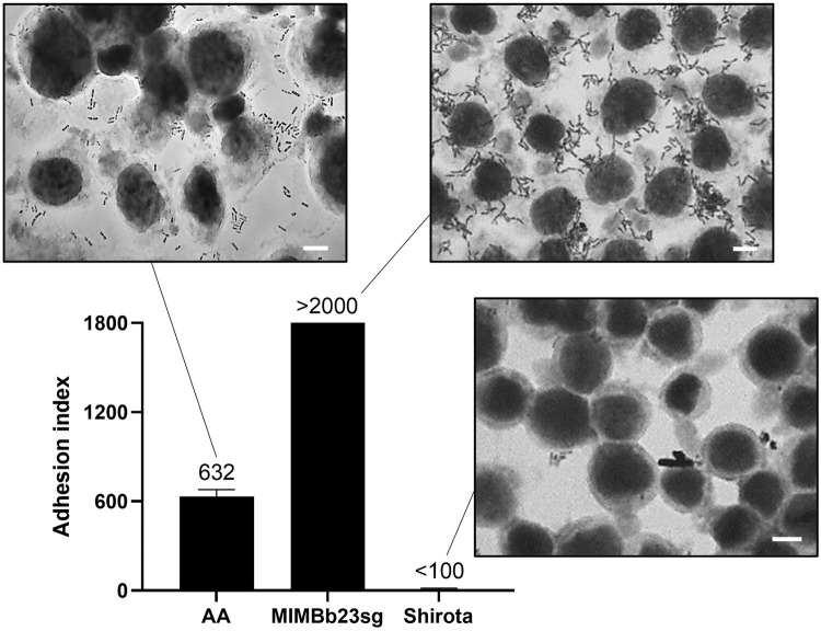 FIGURE 1