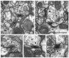 Fig. 10