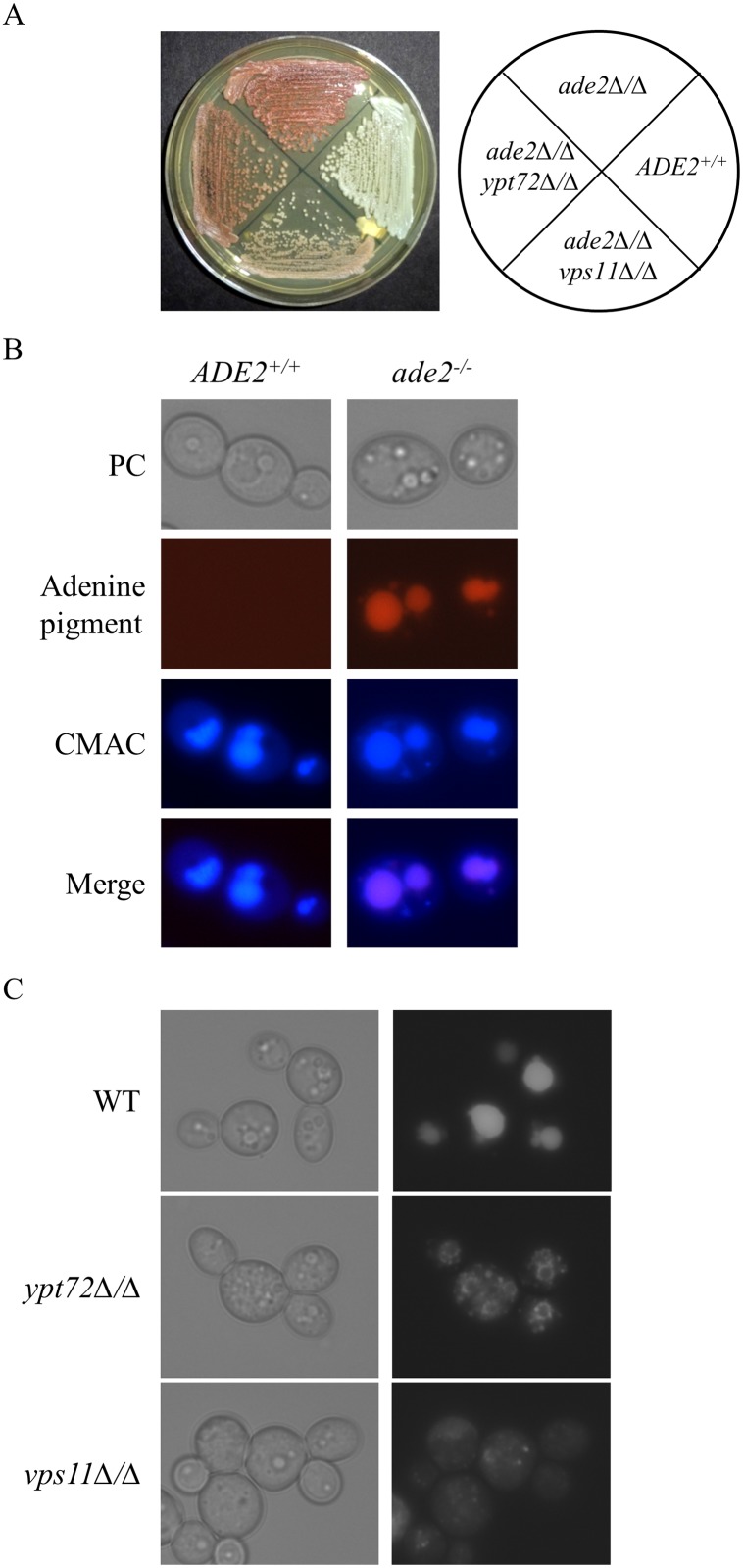 Fig 1