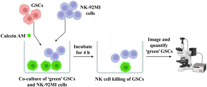 Fig. 2