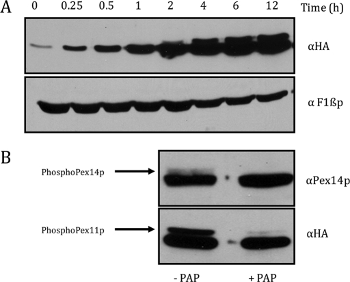 FIGURE 1: