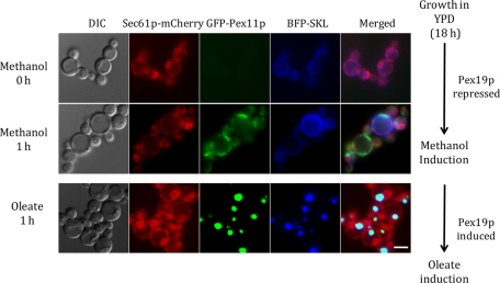 FIGURE 4: