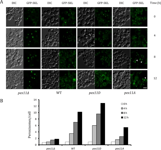 FIGURE 6: