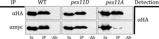 FIGURE 7: