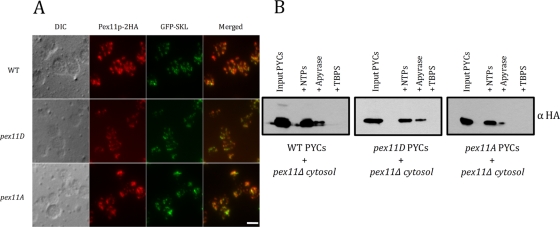 FIGURE 5: