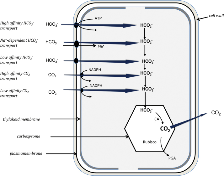 Fig. 1.