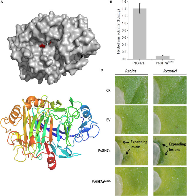 FIGURE 4