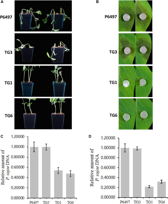 FIGURE 6