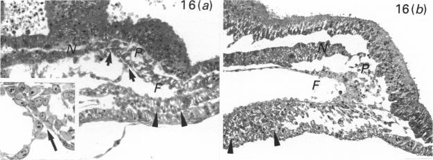 Fig. 16