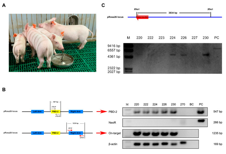 Figure 2