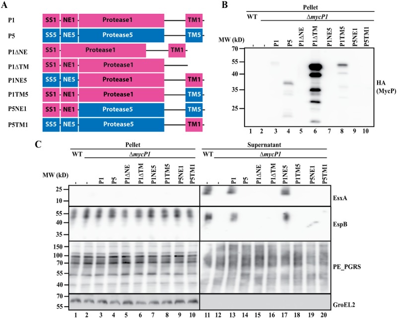 Figure 2.