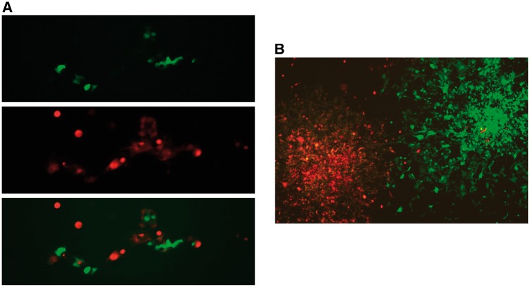 Figure 4: