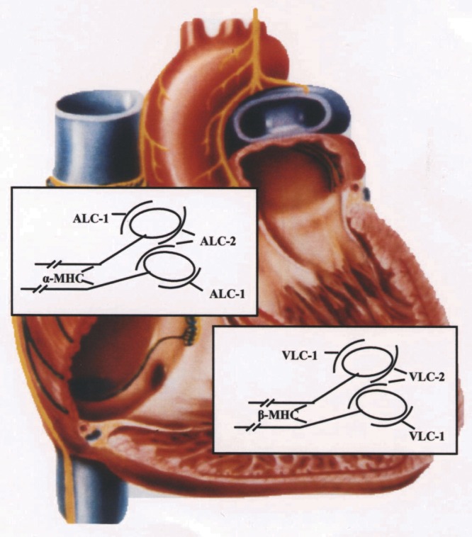 Figure 1)