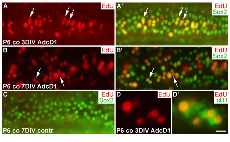 Figure 6