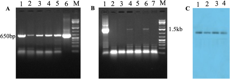 Fig. 9