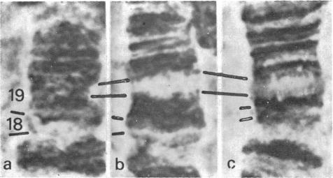 graphic file with name pnas00112-0089-a.jpg