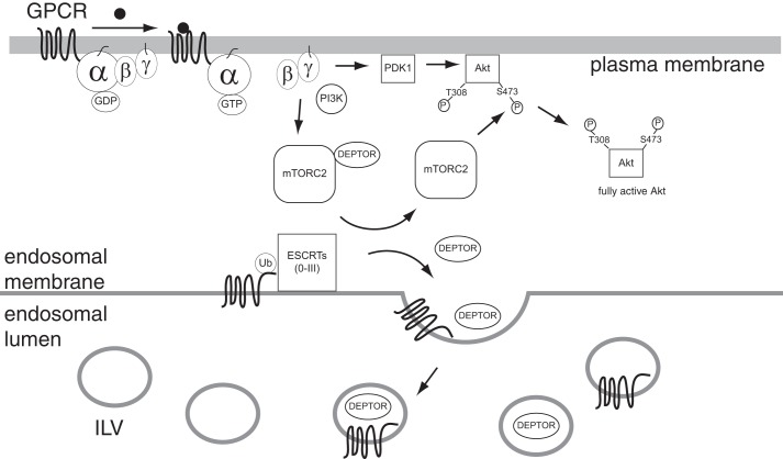 FIGURE 11.