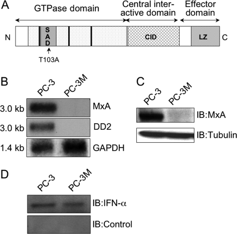 FIGURE 1.